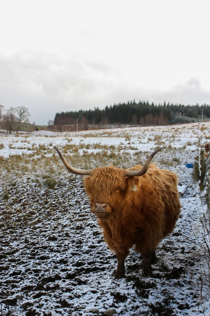 Highland cow in Scottish Highlands